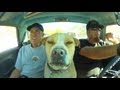 Roadkill Show Q&A With Freiburger, Finnegan, and The Dog: October 2013 Roadkill Show Q&A With Freiburger, Finnegan, and The Dog: October 2013