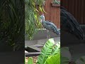 池の水を飲むよ🌺drinking water★ ハシビロコウふたば🌱★shoebill futaba★