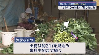 早くも出荷ピーク 県内最速の枝豆「弥彦むすめ」朝採れ･さわやかな味わいが自慢【新潟･弥彦村】スーパーJにいがた5月20日OA