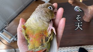 猫のようにヘソ天してくれるインコ。へそはないけどｗ　Parakeet Lies Down Belly Up Just Like Cat