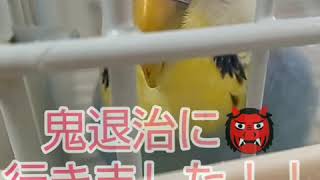 鬼滅のインコ・ピノの優しい鬼退治♡