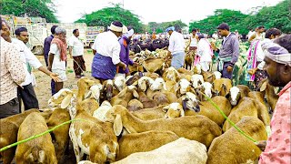 పెబ్బేరు సంతలో అతి తక్కువ ధరలో అమ్ముడుపోయిన గొర్రెలు-pebbair market-female sheeps-पेब्बैर भेड़ बाजार