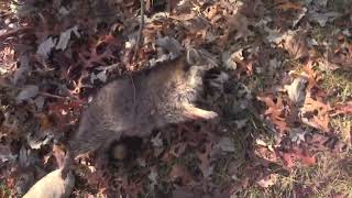 2024 Raccoon Hunt with Don Mealey