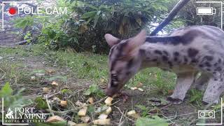 Small Carnivore September: Species Spotlight: Owston's Civet | Port Lympne Hotel \u0026 Reserve