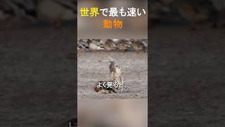 世界で最も速い動物