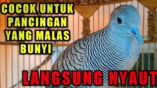 Perkutut lokal gacor suara memikat untuk pancingan langsung nyaut.