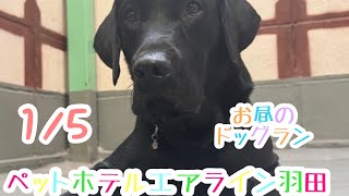 1/5 昼☀️ワンちゃんドッグラン〜猫ちゃん〜のご様子です♪羽田空港近くのペットホテルエアライン羽田にご宿泊中のペットちゃん達です♡