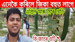 এনেকৈ কম খৰচত কৰক জিকা খেতি