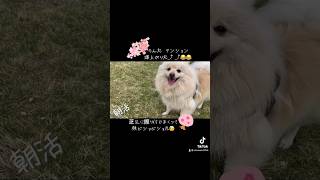 朝の朝んぽ🐕💗  桜満開の公園へ。貸切状態だったので初のノーリード💦 相当 嬉しかったらしく爆走🤣🤣 2024.4.2  #シェルティ#ポメラニアン#犬#可愛い犬#ペット動画#犬の散歩#桜