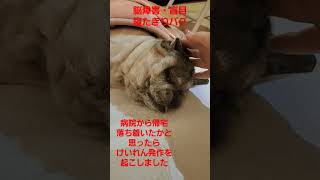 病院から帰宅して再度けいれん発作を #認知症犬 #shorts ※コメント返せないかもしれません