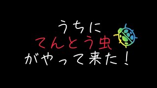 うちにてんとう虫🐞がやって来た！　幸せを運ぶ　神の使い