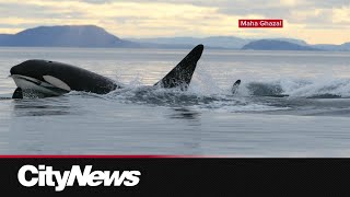 Report from University of Manitoba raises concerns over the arrival of killer whales to the arctic