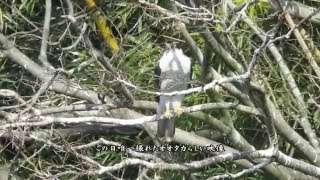 カラスに追われたオオタカ：大鷹：Accipiter gentilis－大泉緑地公園－2016 01 15