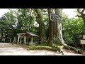 巨樹名木探訪　国津神社の大欅　木の情報発信基地　　p1550541