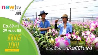 เกษตรซ้าด ep.69#1| กล้วยไม้พันธุ์ โจแดง | 29-11-58 | new)tv