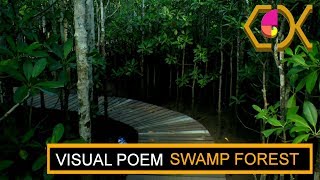 MTUNZINI MANGROVE SWAMP FOREST WALKTHROUGH - VISUAL POEM 2017_08_26