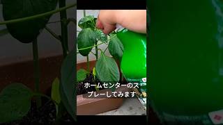 プランターのピーマン、害虫がつく　アブラムシ　 #ぼっちおじさん #家庭菜園 #ピーマン栽培