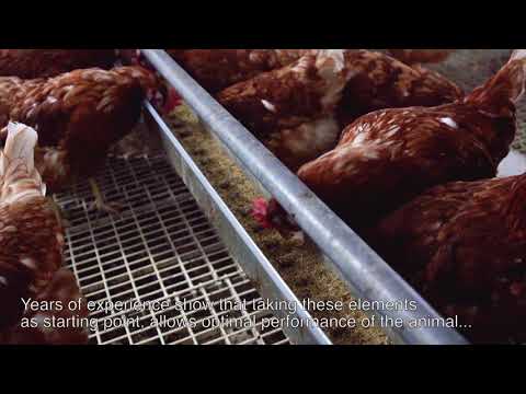 Cage free production Cage free production
