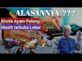 INI ALASANNYA BISNIS AYAM PELUNG MASIH TERBUKA LEBAR