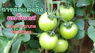 การตัดแต่งกิ่งมะเขือเทศ - ช่วยให้อากาศหมุนเวียนดี ลดการเกิดโรค ช่วยให้มะเขือเทศสุกไว (13 Jul.20)