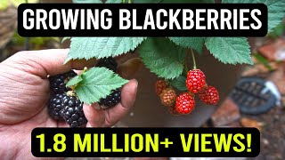 Growing Blackberries in Containers: The Complete Guide