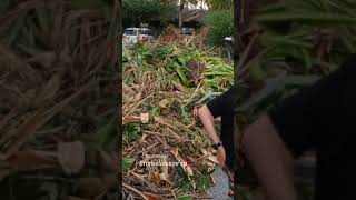 Finding tons of FREE tropical Bromeliads in a landscape debris pile!