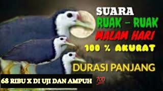 AUDIO * PIKAT BURUNG RUAK2 DI MALAM HARI AMPUH DURASI 2 JAM MANTAP