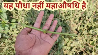 महाऔषधि अपामार्ग के फायदे / Latjira ke fayde / Apamarg ke fayde / Dant dard ka ilaj