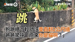 狗跳牆！米克斯犬垂直翻過2公尺高的牆 爸爸驚呼：原來你是貓啊｜寵物｜狗狗