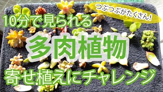 10分でわかる（制作時間20分で出来る）「多肉植物の寄せ植え」にチャレンジ