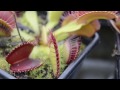 venus flytrap dionaea muscipula vs hoverfly syrphidae