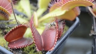 Venus Flytrap (Dionaea Muscipula) vs Hoverfly (Syrphidae)
