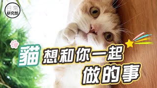 貓最想和你做什麼？｜貓咪的願望清單