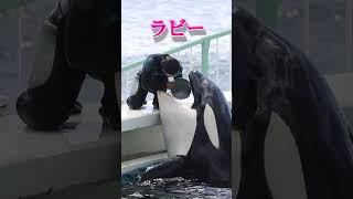 めっちゃ可愛い♥ラビーのおねだり攻撃 #Shorts #鴨川シーワールド #シャチ #kamogawaseaworld #orca #killerwhale