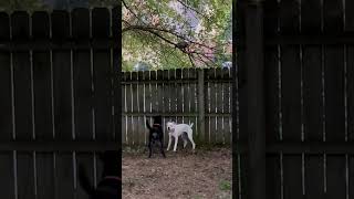 Dogs Excited About a Possum Up a Tree #dogs #possum #boxer #shorts