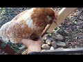 hens like to be pet