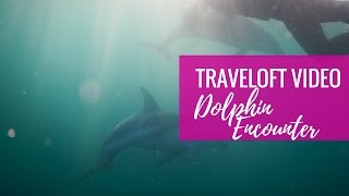 Swimming with Wild Dusky Dolphins // Kaikoura, New Zealand