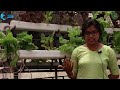 integrated chicken plant and fish farm icpf aquaponics for beginners