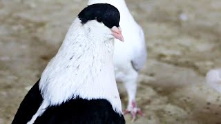 شوق با بریالی منطقه شیوکی Nayab Afghan Pigeon