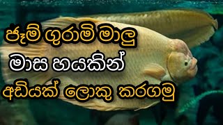 ජෑම් ගුරාමි මාලු මාස හයකින් අඩියක් ලොකු කරගමු.jam gurami fish big in 6monnts