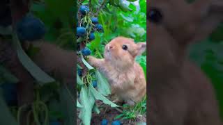 So cute rabbit  #shortsfeed #shorts #animals #trending