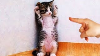 「猫かわいい」 すごくかわいい子猫 - 最も面白い猫の映画 #237