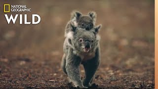 Koalas 101 | Nat Geo Wild
