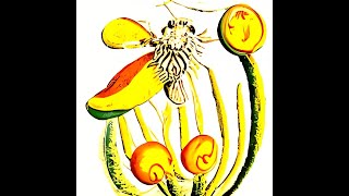 "self-pollination by ernst haeckel"