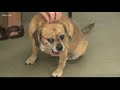 2 the rescue marley the puggle