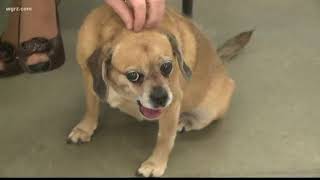 2 the Rescue:  Marley the Puggle