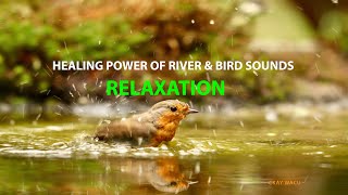 Healing Power of River Relaxation -  Forest Ambience, Water Sounds, Birds Singing..💆‍♀️🧘‍♀️