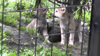 2011年7月4日　旭山動物園　シンリンオオカミ　子供たち