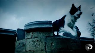 Scotland Bridge Leads Dogs to Their Death