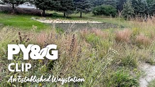 An Established Waystation | Creating a Monarch Waystation | Prairie Yard & Garden 3701